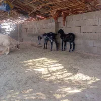 فروش بزغاله
