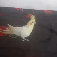 عروس هلندی مولد لوتیتو ودوکت گرینویچک|پرنده|زیباشهر, |دیوار