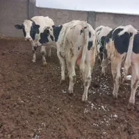 فروش گاو نر (جوانه) ۵۰۰ کیلویی جهت کشتار