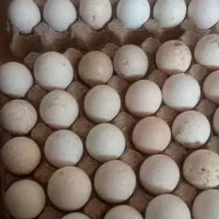 تخم بوقلمون نطفه دار