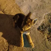 سگ ژرمن نر سه ماهه|سگ|سبزوار, اسلام آباد|دیوار