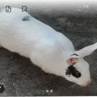خرگوش بزرگ