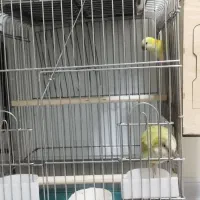 ۳جفت راهب مولد دم تخم|پرنده|کرج, شاهین‌ویلا|دیوار