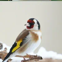 سهره قفس مست