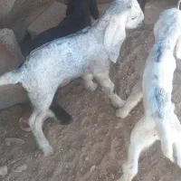 کهره شیری