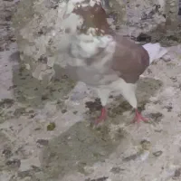 دو عدد کبوتر نر|پرنده|نمین, |دیوار