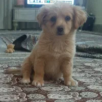 سگ کوچولو|سگ|اصفهان, شهرک امام خمینی|دیوار