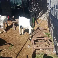 بز پاکستانی|حیوانات مزرعه|میناب, |دیوار