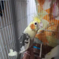 عروس هلندی ۵ ماهه دو کت