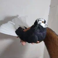 کبوتر شازده