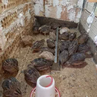 ۳۴ عدد بلدرچین تخمگذار جوان