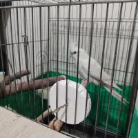 عروس هلندی|پرنده|بندر امام خمینی, |دیوار