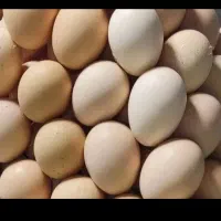 تخم مرغ گلیم ولری