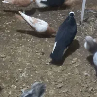 قره مینا زدوخوردی بشرط