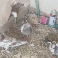 چندعدد کبوتر تهرانی و پر|پرنده|فرخ‌شهر, |دیوار