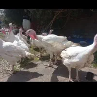 بوقلمون گوشتی