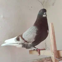 کبوتر