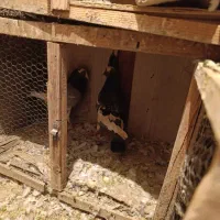 کفتر آلمانی|پرنده|بومهن, |دیوار