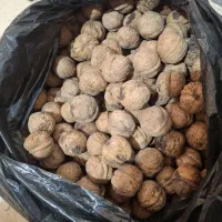 فروش گردو