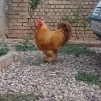 خروس برهما طلایی