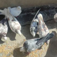 ۱۲عدد کبوتر سرحال و دوری|پرنده|چوار, |دیوار