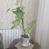 گل خرگوشی و آفتابی