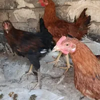 سه عدد خروس|پرنده|ابهر, |دیوار