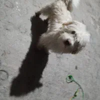 دزدیده شده سگ