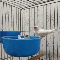 فنچ سفید|پرنده|کرمان, |دیوار