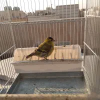 ۲عدد سره زرد نر متولد قفس