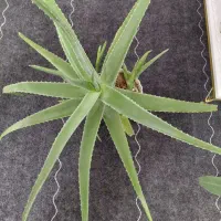 گل آلوورا.با قلمه