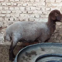 میش دوقل زا