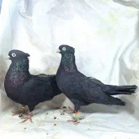 ارزان کبوتر|پرنده|جیرفت, |دیوار