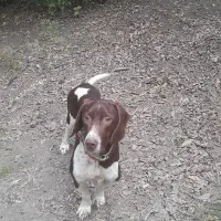 سگ دنبلانی نر ۲ساله