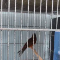 قناری نر مست و ماده آماده