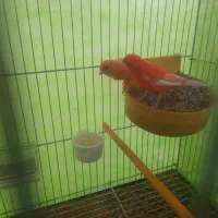 قناری ردفاکتور اصل