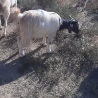 گوسفند فروشی|حیوانات مزرعه|جیرفت, |دیوار