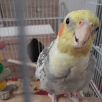 عروس هلندی|پرنده|ری, هاشم‌آباد|دیوار