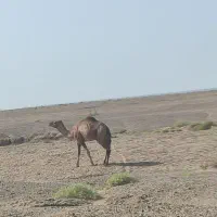 5 نفر شتر نر فروشی(لوک)