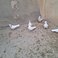 طوقی درجه یک|پرنده|کبودرآهنگ, |دیوار