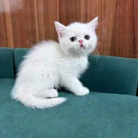 بچه گربه پرشین اسکاتیش|گربه|بیرجند, |دیوار