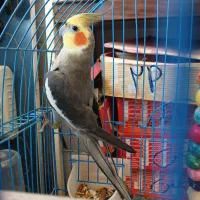 طوطی عروس نر|پرنده|رشت, باهنر|دیوار