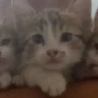 ۲ عدد بچه گربه خوشگل