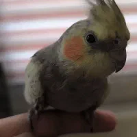 عروس هلندی نر