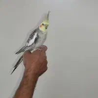 عروس هلندی|پرنده|تهران, جوادیه تهرانپارس|دیوار