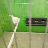 ماده قناری|پرنده|رفسنجان, |دیوار