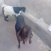 دو عدد بز فروشی|حیوانات مزرعه|رفسنجان, |دیوار