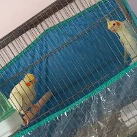 عروس دون خور شده لوتینو