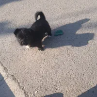 سگ پامر اشتپیز|سگ|ماهدشت, |دیوار