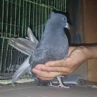 کبوتر|پرنده|ایذه, |دیوار